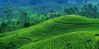 Nuwara Eliya